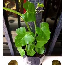 Kulit sekeliling tulang yang patah tidak rosak. Nsimiakkl On Twitter I M Selling Pokok Buasir Patah Tulang For Rm25 00 Get It On Shopee Now Https T Co Uvaj2enct9 Shopeemy