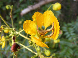 Image result for Senna petersiana