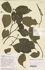 Image result for Leptaulus