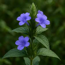 Image result for Barleria ameliae