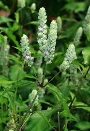 Image result for Justicia striata