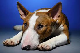 What To Do If Your Dog Ate Chicken Bones In 2020 Dog Ate Chicken Bones Can Dogs Eat Chicken Can Dogs Eat