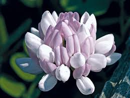 Image result for Securigera  varia