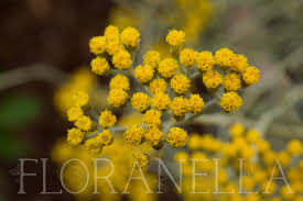 Image result for Helichrysum globosum