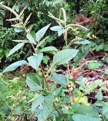 Image result for Amaranthus dubius