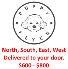 Maybe you would like to learn more about one of these? Labradoodle Puppies For Sale In Va Providence Hill Australian Labradoodles Llc Labradoodle Puppies For Sale Puppies For Sale Labradoodle Puppy