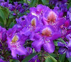 Translated from german, it means polar night and we love. 14 Purple Rhododendrons Ideas Rhododendron Purple Flowers Plants