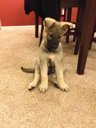 Sable german shepherd puppies have a tendency to change color as they grow. Pin On German Shepherd