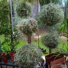 Pin On Air Plant Display Ideas