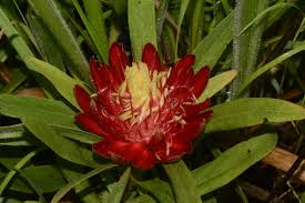 Image result for Protea micans