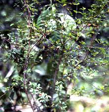 Image result for Psychotria heterosticta