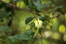 Image result for Hymenocardia