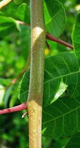 Image result for Triraphis schinzii