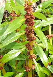 Image result for Bergia capensis