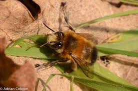 Honey is a sweet, viscous food substance made by honey bees and some related insects. The Hairy Footed Flower Bee On The Wing Now A Dartmoor Blog