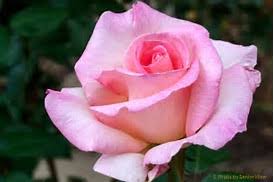 Rosa species 'pink promise' buy pink promise hybrid tea rose online. Roses In Central Park San Mateo Arboretum Society