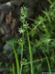 Image result for Carex mannii
