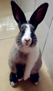 What Big Ears You Have Cutest Paw Cute Bunny Pictures Bunny Cages Fluffy Bunny