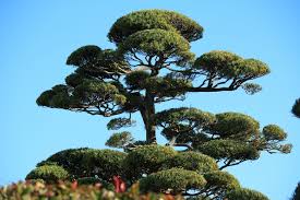ラカンマキとは 植え付けから増やし方まで上手に成長させるコツをご紹介 暮らし の