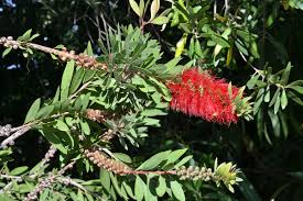 Image result for Callistemon