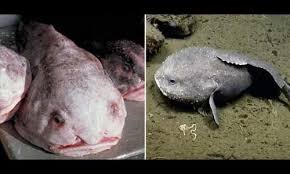 181 post karma 457 comment karma. Blobfish Might Be A Gooey Mess Out Of Water But Check Out A Living One Video Wtf Earth Touch News