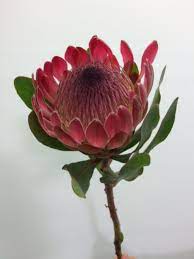 Protea Sylvia 50cm South African Flowers African Plants Protea Flower