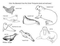 While young elephant seals are a uniform gray, harbor seals are typically silver, white or gray, with black spots, although some harbor seals also are. My Organisms Of Study Sea Lion Coloring Pages Sea