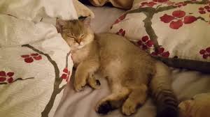 Our sister cattery, minuet kittens cattery, breeds minuet kittens (formerly napoleo Cutest British Shorthair Kitten Sleeping Black Golden Shade 3 Months Old Named Simba Youtube