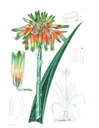 Image result for Brachycorythis pilosa