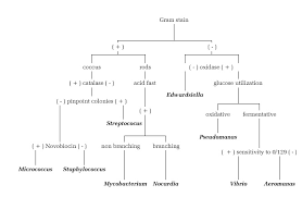 complete gram negative biochemical test flow chart gram