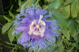 Augustine and welcome you to visit our shop or simply order your flowers online. Passion Flower At St Augustine Florida Picture Of St Augustine Florida Tripadvisor