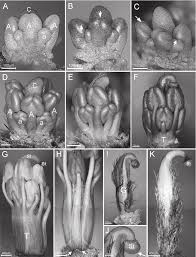 Image result for Andropterum