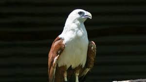 Check spelling or type a new query. Arti Mimpi Menangkap Burung Menangkap Elang Pertanda Penghormatan Dan Kedudukan Tinggi Tribun Manado