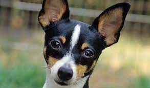 In isolation, this dog breed might not be the best option for kids. Toy Fox Terrier Dog Breed Information