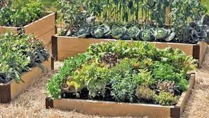 Tinggal di rumah flat mempunyai cabarannya tersendiri untuk berkebun. Sederhana Dan Mudah Cara Membuat Kebun Sayur Di Halaman Rumah Teknikbudidaya Com