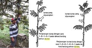 Kok mama nyuapin andi sih? tanyaku heran dan juga kesal saat melihatnya. Cara Pemangkasan Durian Agar Berbuah Cepat Lebat Dan Rendah 4 5 Tahun Berbuah Kartel Dakwah