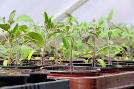 Wie man sie sät, pflanzt, ausgeizt und erntet. Tomaten Saen Tomaten Saen Und Pflanzen 2020 02 23