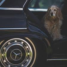 Mercedes Benz Usa On Instagram Driver Pull Over I See An Unattended Tennis Ball Mbphotocredit Squeakythinger Mercedes B Mercedes Benz Benz Mercedes