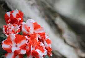 We did not find results for: Hanging Baskets For Areas Of Shade The Allotment Garden Organic Gardening