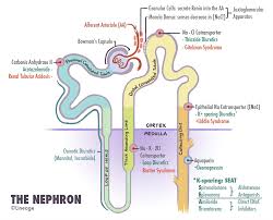 diuretics electrolyte changes renal medbullets step 1