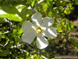 Image result for Gardenia cornuta