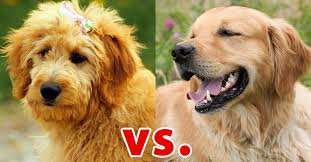 For those of you anxiously waiting for your turn to make your pick, these are the pups that are still available! Golden Retriever Vs Goldendoodle Differences Similarities Warnings Golden Hearts