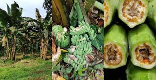 Lawat kawasan tapak rumah dengan muizz. Dah Tanam 1 000 Batang Pokok Pisang Belum Dapat Hasil Buah Buah Habis Diserang Penyakit Moko