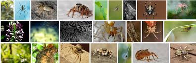 The frequency for feeding a puppy is one of the most common questions new puppy owners ask me. Camel Spider Facts Interesting Facts About Spiders