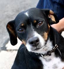 Black Brown And White Dog Picture White Dogs Dogs Black Beagle