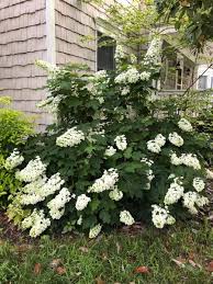 Image result for Hydrangea quercifolia
