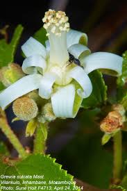 Image result for Grewia sulcata