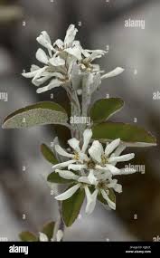 Image result for Amelanchier ovalis
