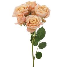 Roses Spray Peach Sweet Sarah