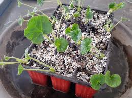 Image result for cuttings of geraniums